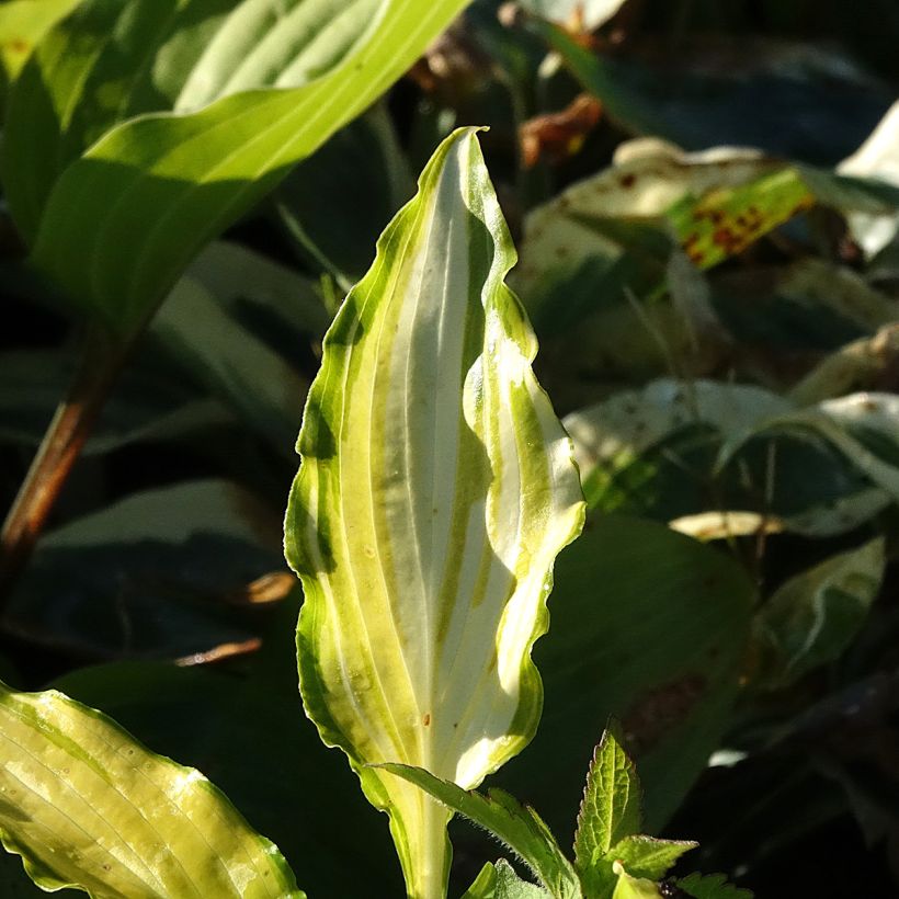 Hosta Spritzer - Garten-Funkie (Laub)