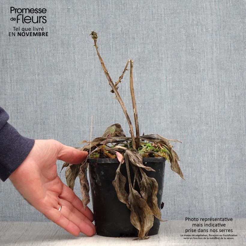 Example of Hosta Stand by Me - Garten-Funkie Topf mit 1,5L/2L as you get in automne