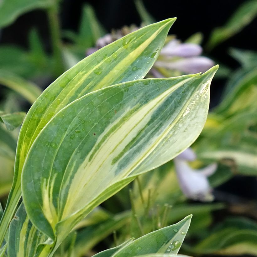 Hosta Stand by Me - Garten-Funkie (Foliage)