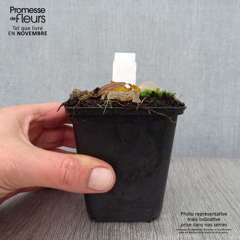 Example of Hosta Striptease - Garten-Funkie Kleine Töpfe von 8/9 cm as you get in automne