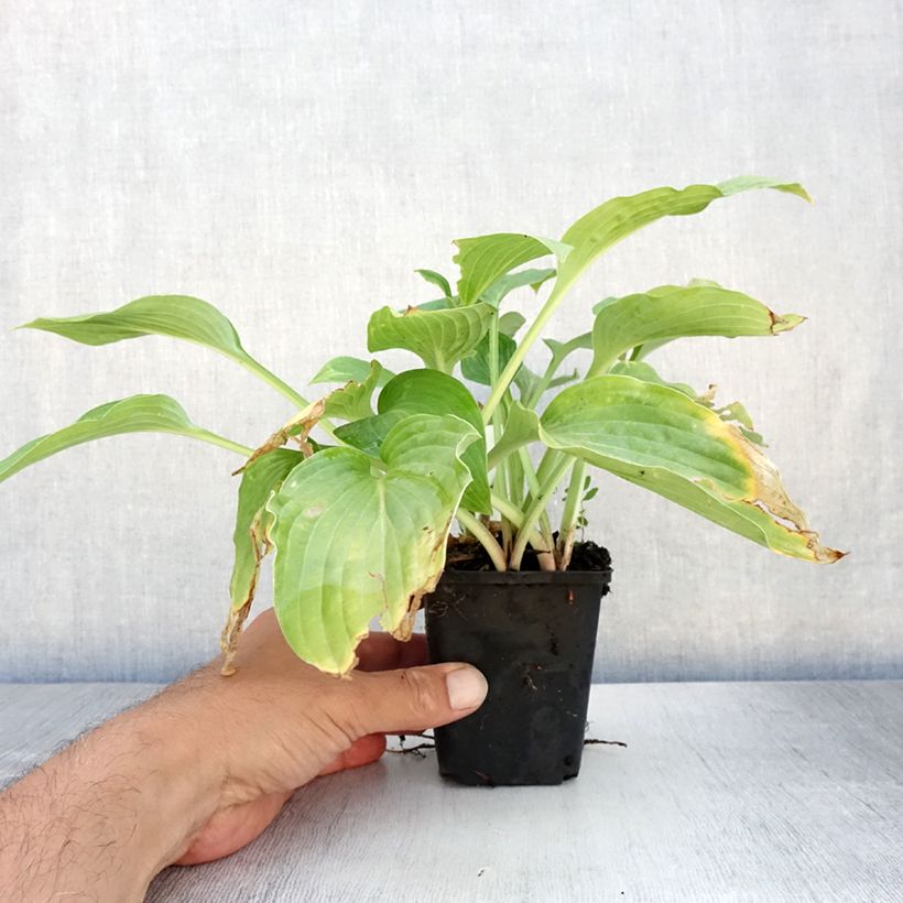 Exemplar von Hosta Striptease - Garten-Funkie Kleine Töpfe von 8/9 cm wie im Sommer geliefert
