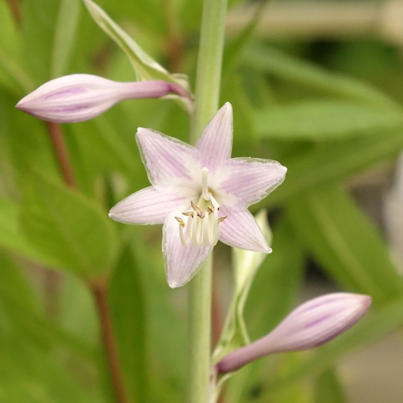 Hosta Striptease - Garten-Funkie (Flowering)