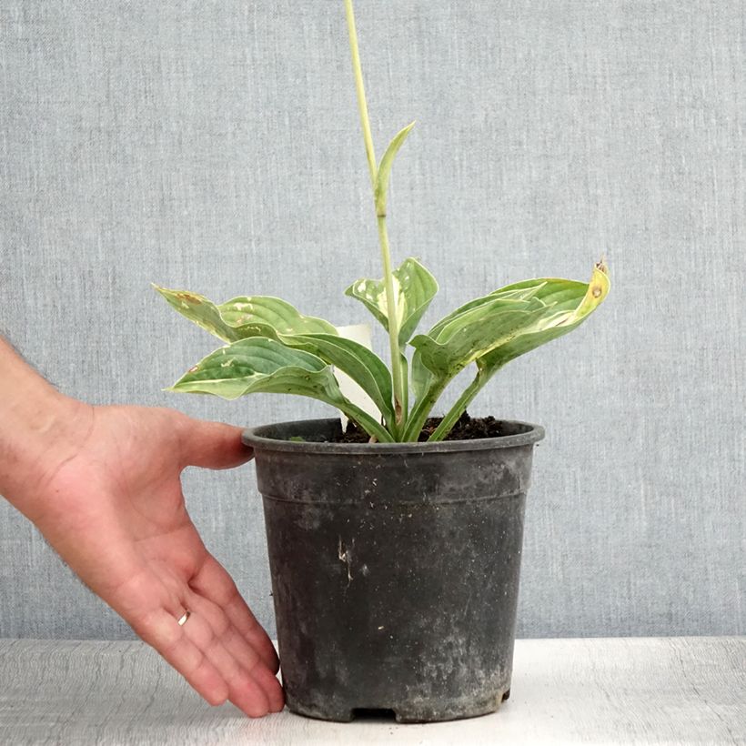 Example of Hosta Striptease - Garten-Funkie Topf mit 2L/3L as you get in ete