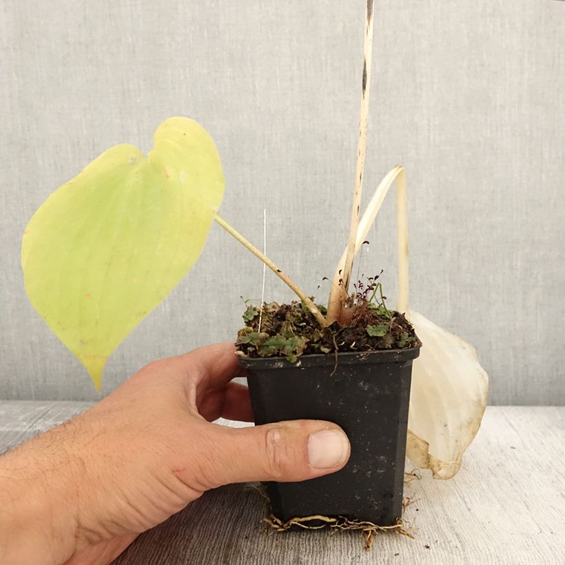 Example of Hosta Sum and Substance - Garten-Funkie Kleine Töpfe von 8/9 cm as you get in automne