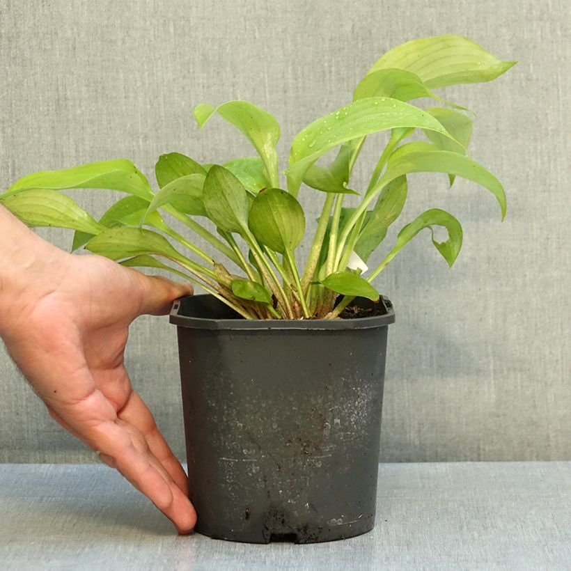 Exemplar von Hosta Sum and Substance - Garten-Funkie Topf mit 1,5L/2L wie im Herbst geliefert