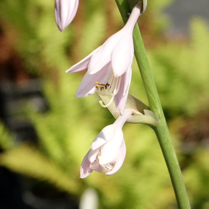 Hosta Sum and Substance - Garten-Funkie (Flowering)