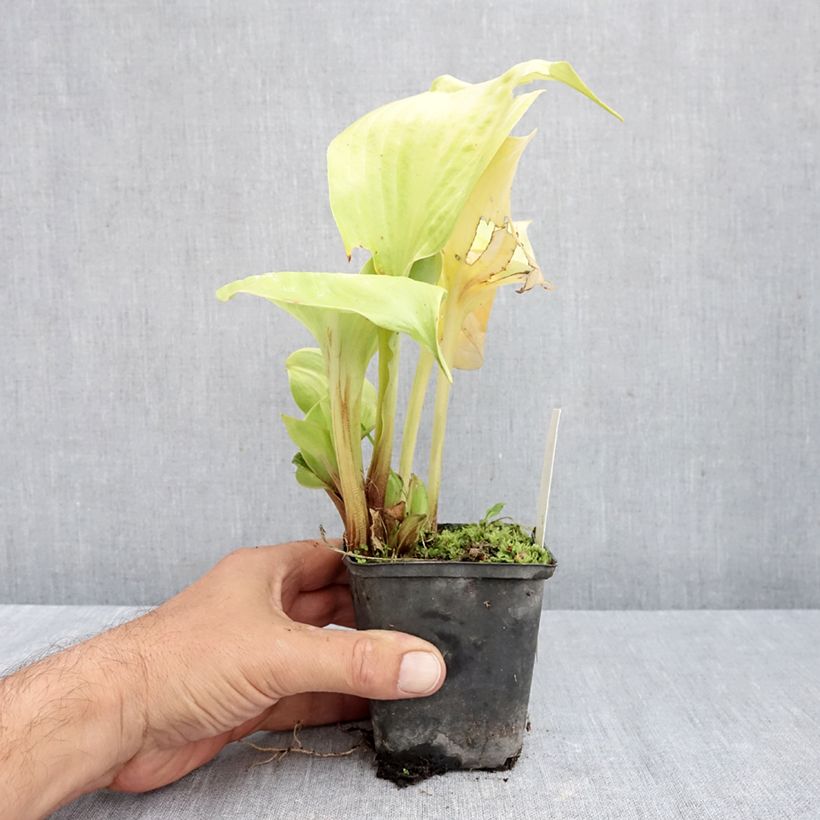 Exemplar von Hosta Sum of All - Garten-Funkie Kleine Töpfe von 8/9 cm wie im Herbst geliefert