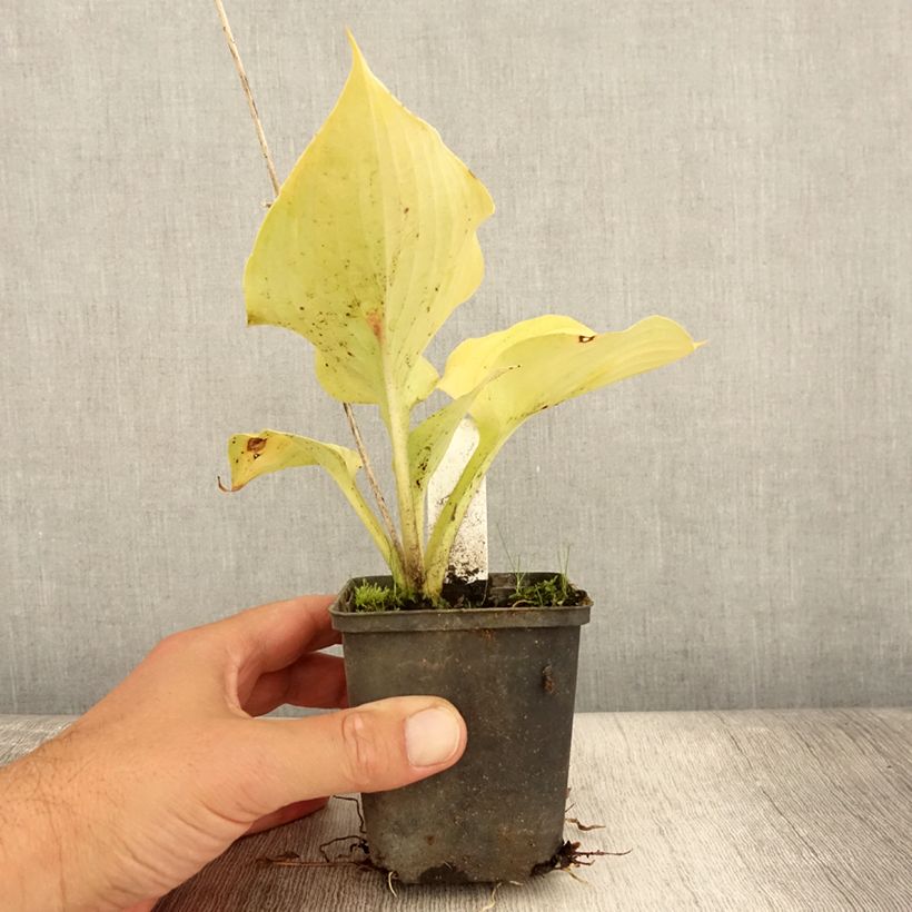Example of Hosta Sum of All - Garten-Funkie Kleine Töpfe von 8/9 cm as you get in ete