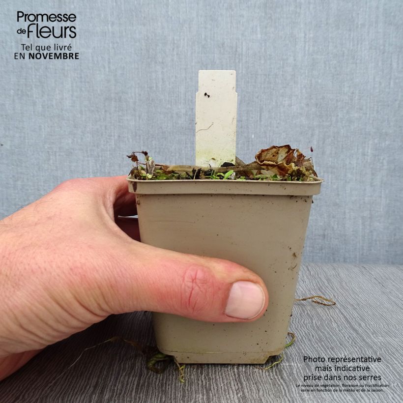 Example of Hosta Summer Breeze - Garten-Funkie Kleine Töpfe von 8/9 cm as you get in automne