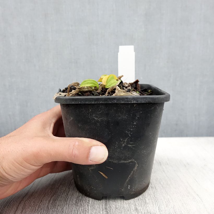 Example of Hosta Sun Mouse - Garten-Funkie Topf mit 1,5L/2L as you get in automne