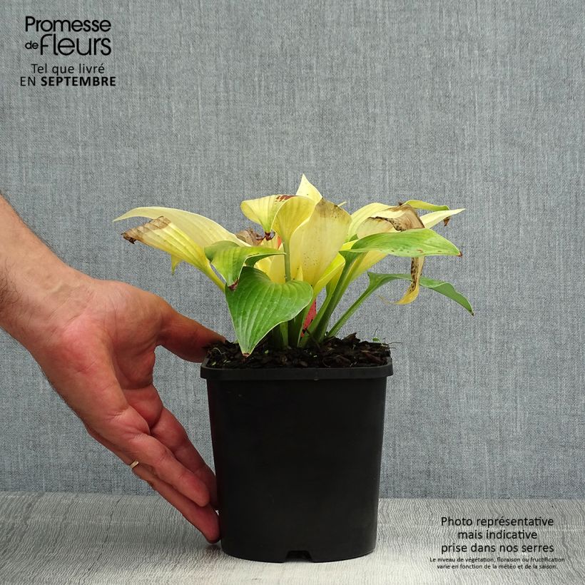 Example of Hosta Sunny Halcyon - Garten-Funkie Topf mit 1,5L/2L as you get in ete
