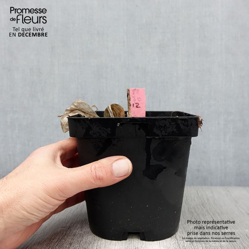 Exemplar von Hosta Sunny Halcyon - Garten-Funkie Topf mit 1,5L/2L wie im Winter geliefert