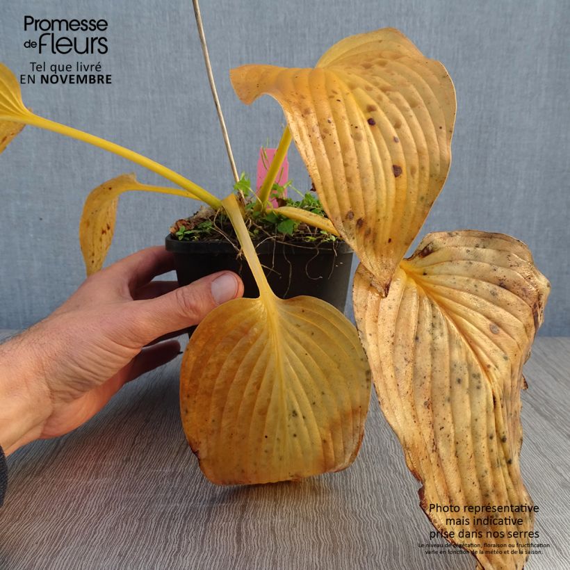 Example of Hosta T Rex - Garten-Funkie Topf mit 1,5L/2L as you get in automne