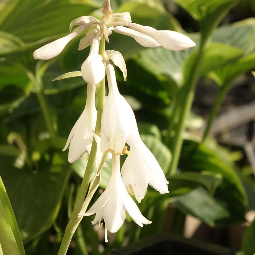 Hosta T Rex - Garten-Funkie (Flowering)