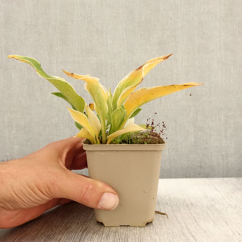 Example of Hosta tardiana El Niño - Garten-Funkie Kleine Töpfe von 8/9 cm as you get in automne