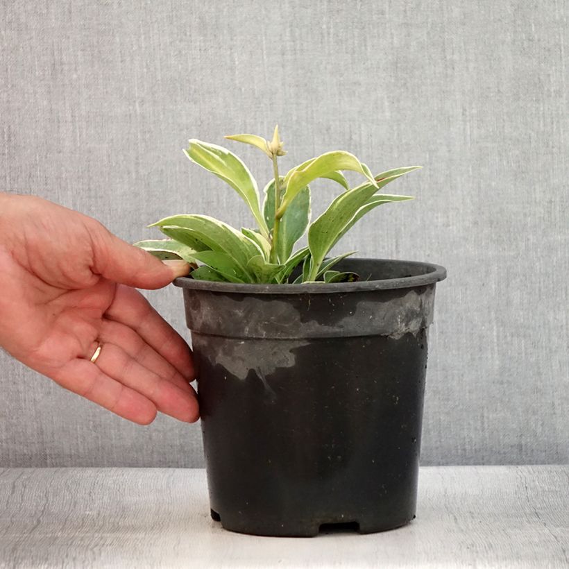 Example of Hosta tardiana El Niño - Garten-Funkie Topf mit 2L/3L as you get in ete