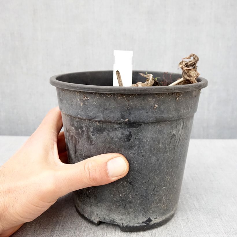 Exemplar von Hosta tardiana El Niño - Garten-Funkie Topf mit 2L/3L wie im Frühjahr geliefert