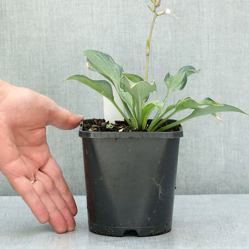 Exemplar von Hosta Teacher's Pride Pot de 1,5L/2L wie im Sommer geliefert