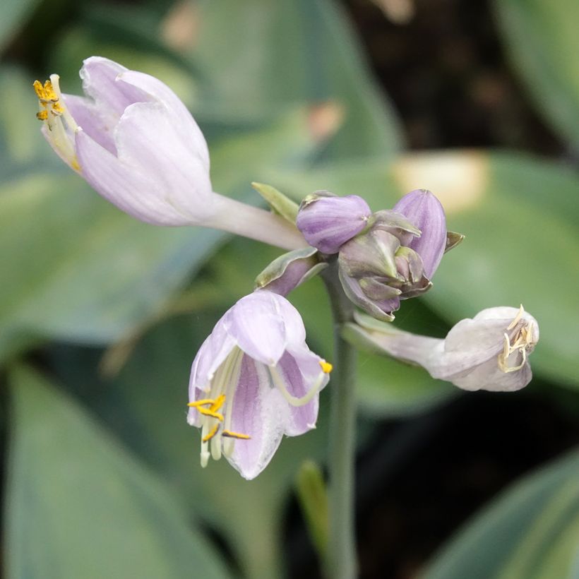 Hosta Teacher's Pride - Garten-Funkie (Blüte)