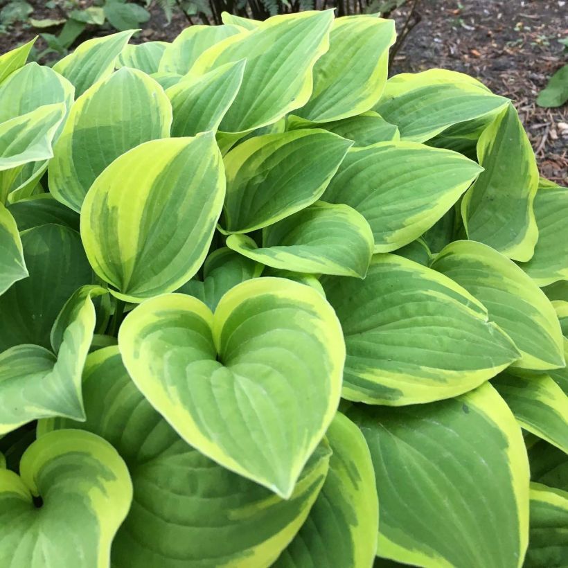 Hosta The King - Garten-Funkie (Foliage)