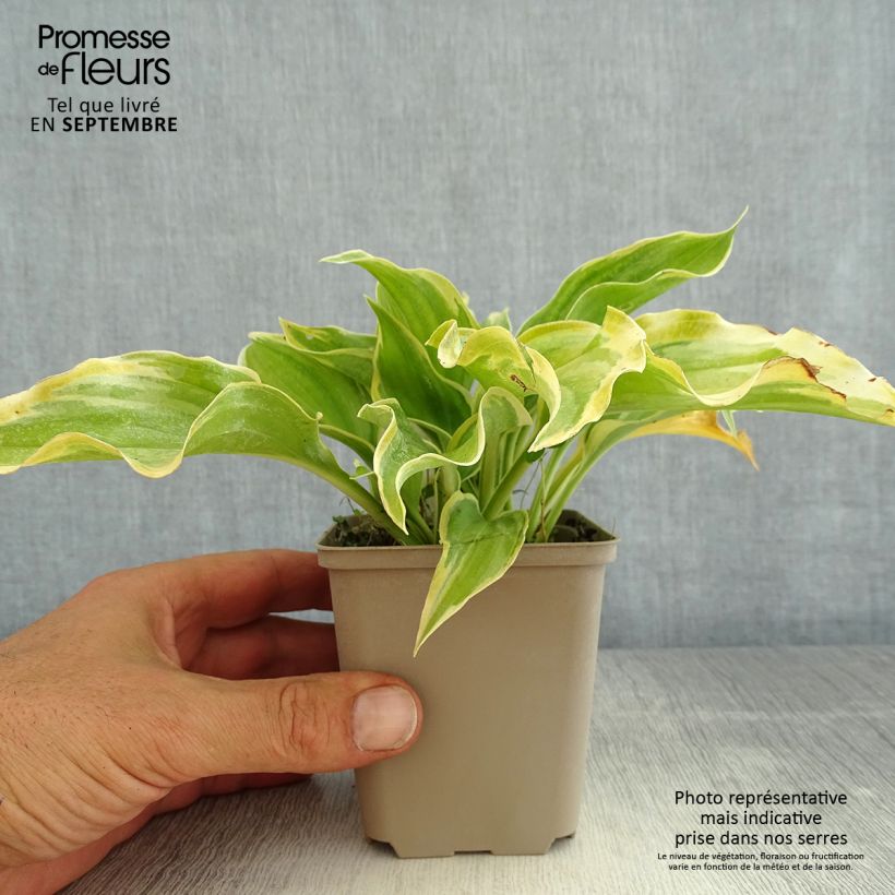 Example of Hosta The King - Garten-Funkie Kleine Töpfe von 8/9 cm as you get in ete
