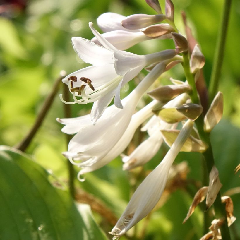 Hosta The King - Garten-Funkie (Flowering)