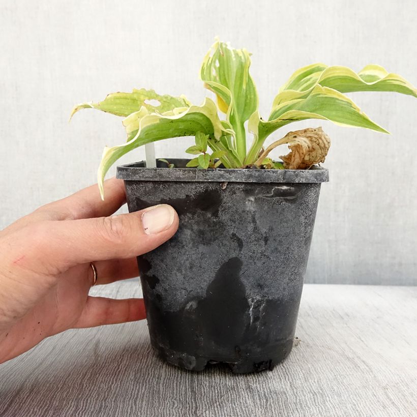 Example of Hosta The King - Garten-Funkie Topf mit 1,5L/2L as you get in automne