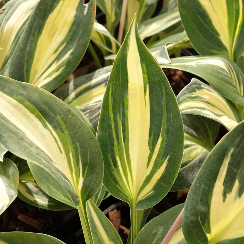 Hosta Timeless Beauty - Garten-Funkie (Foliage)