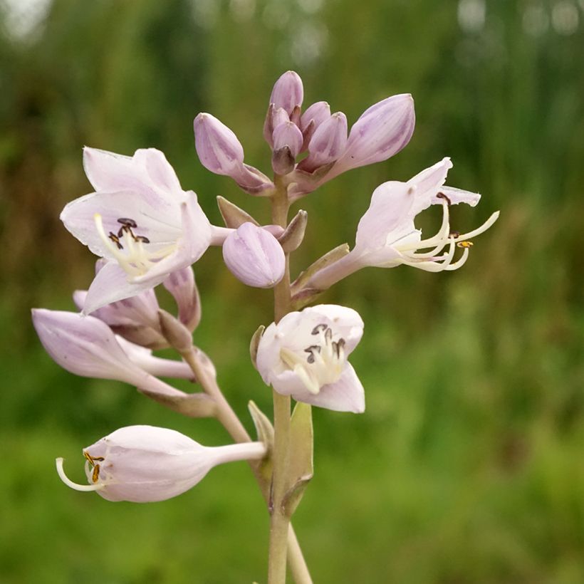 Hosta Touch Of Class - Garten-Funkie (Flowering)