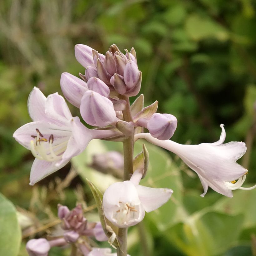 Hosta Touch Of Class - Garten-Funkie (Foliage)