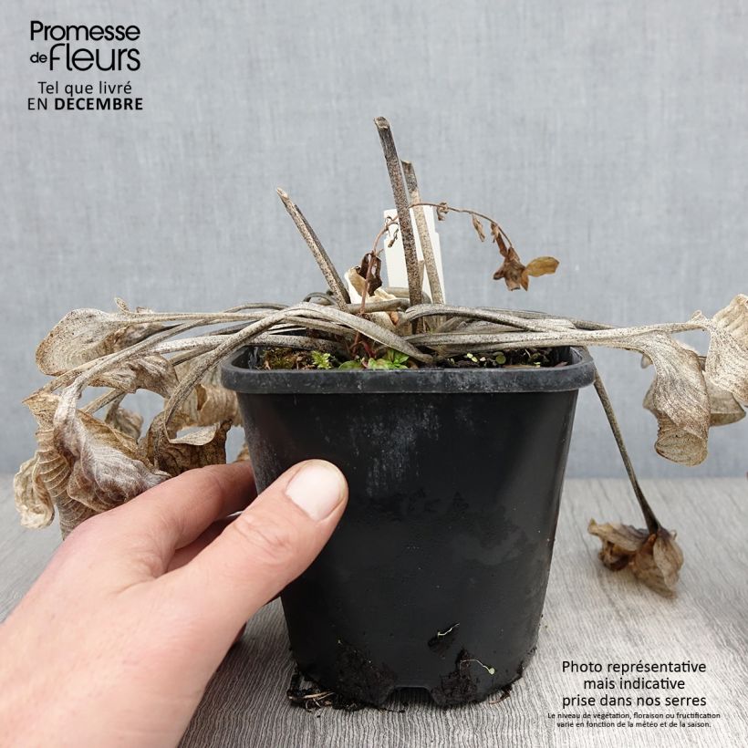 Example of Hosta Touch Of Class - Garten-Funkie Topf mit 1,5L/2L as you get in automne