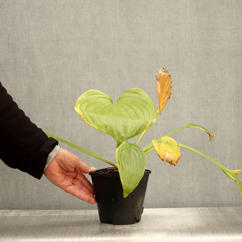 Example of Hosta UFO - Garten-Funkie Topf mit 1,5L/2L as you get in automne