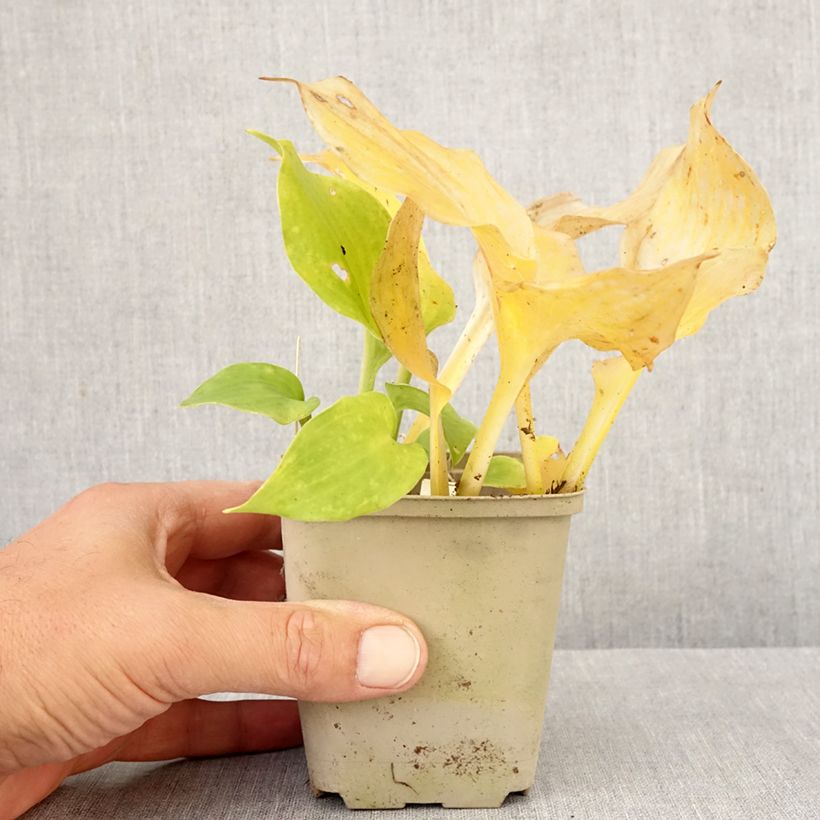 Exemplar von Hosta undulata Erromena - Garten-Funkie Kleine Töpfe von 8/9 cm wie im Herbst geliefert