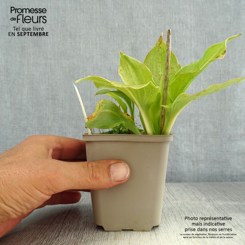 Example of Hosta undulata Erromena - Garten-Funkie Kleine Töpfe von 8/9 cm as you get in ete