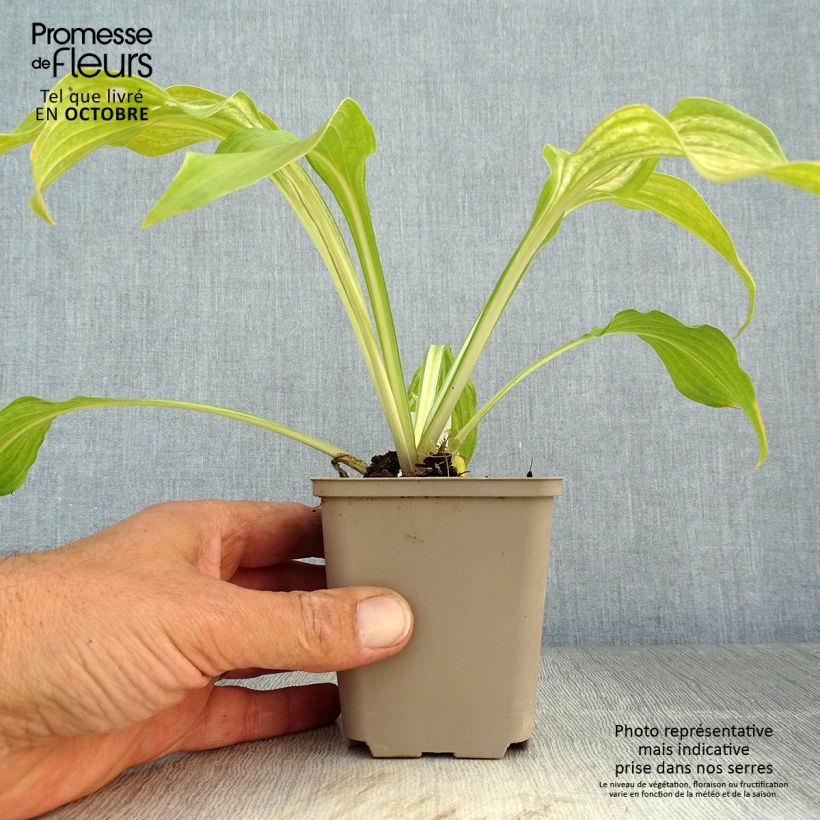 Example of Hosta undulata Mediovariegata - Garten-Funkie Kleine Töpfe von 8/9 cm as you get in automne