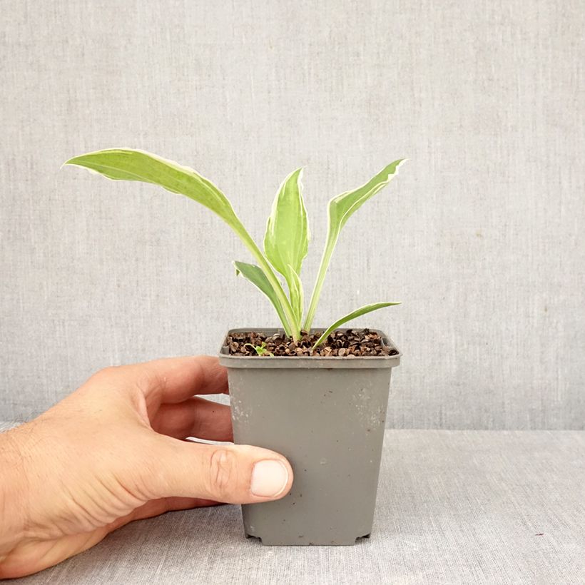 Exemplar von Hosta undulata albomarginata - Garten-Funkie Kleine Töpfe von 8/9 cm wie im Herbst geliefert