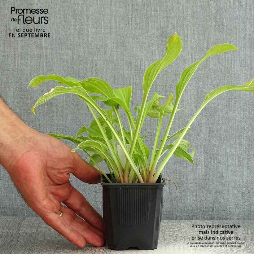Example of Hosta undulata albomarginata - Garten-Funkie Kleine Töpfe von 8/9 cm as you get in ete
