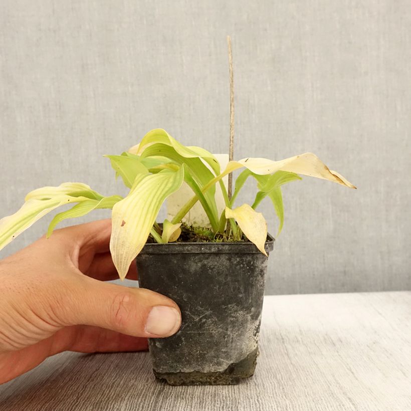 Example of Hosta undulata var. univittata - Garten-Funkie Kleine Töpfe von 8/9 cm as you get in automne