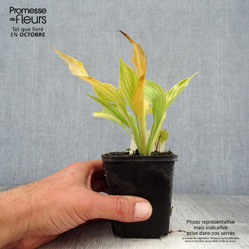 Example of Hosta ventricosa - Garten-Funkie Kleine Töpfe von 8/9 cm as you get in automne