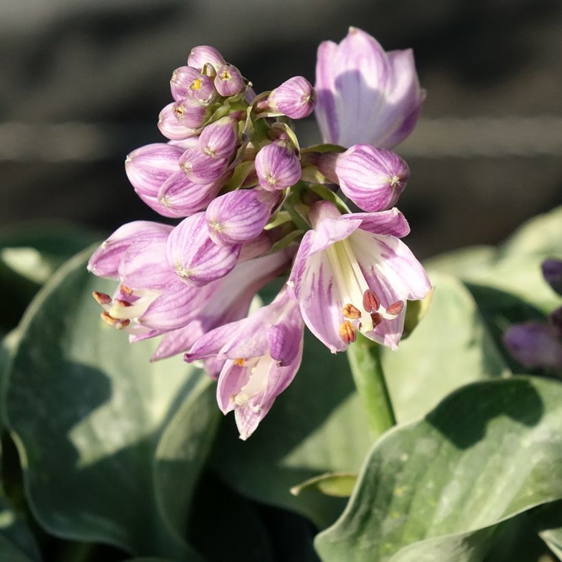 Hosta ventricosa - Garten-Funkie (Flowering)