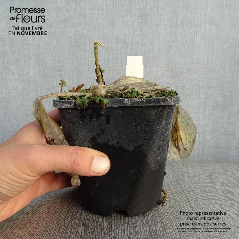Example of Hosta Victor - Garten-Funkie Topf mit 1,5L/2L as you get in automne