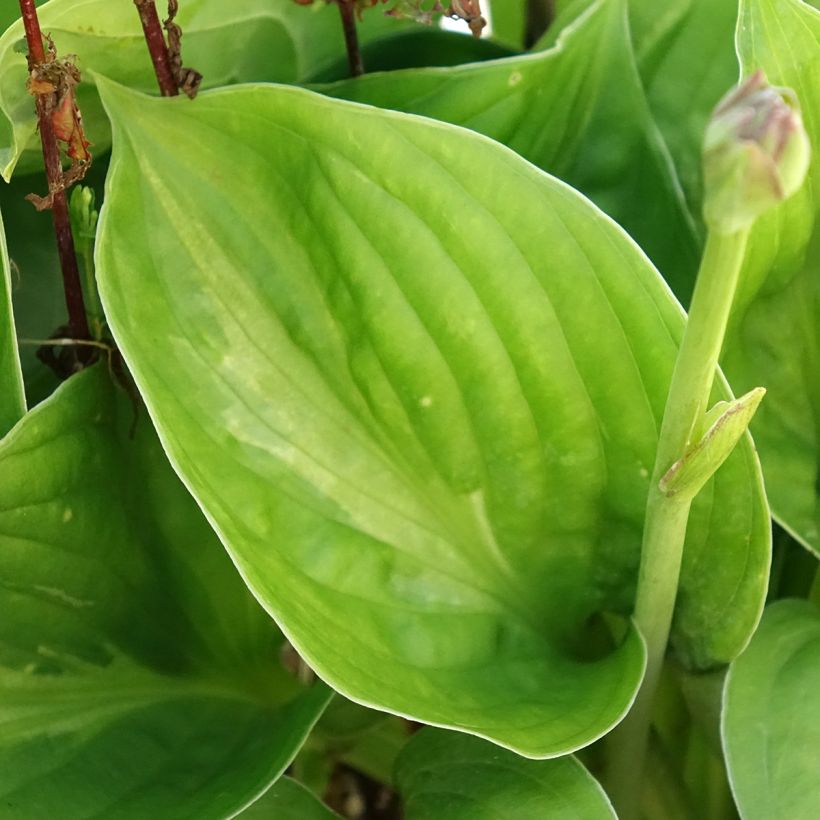 Hosta Victor - Garten-Funkie (Foliage)