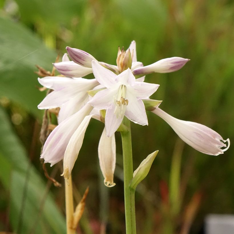 Hosta Victor - Garten-Funkie (Flowering)