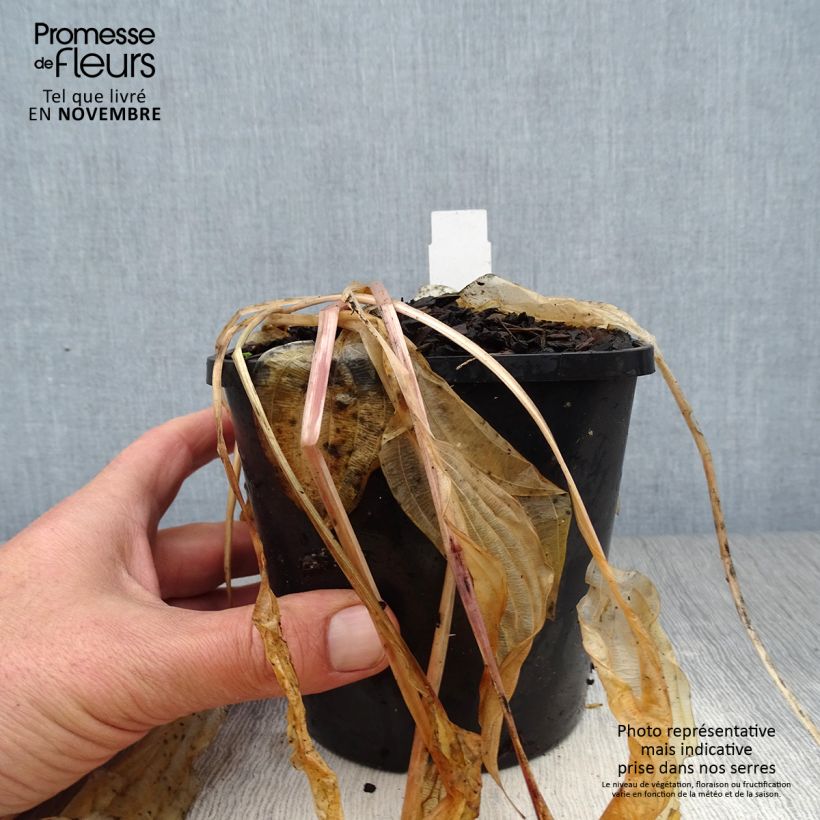 Example of Hosta Volcano Island - Garten-Funkie Topf mit 1,5L/2L as you get in automne