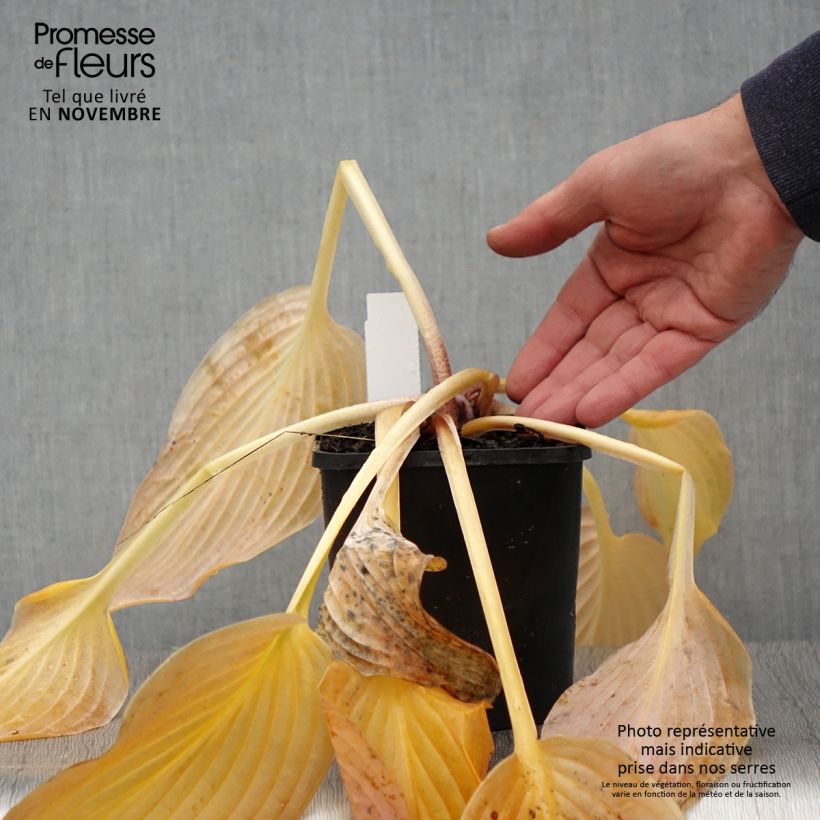 Example of Hosta Waterslide - Garten-Funkie Topf mit 1,5L/2L as you get in automne
