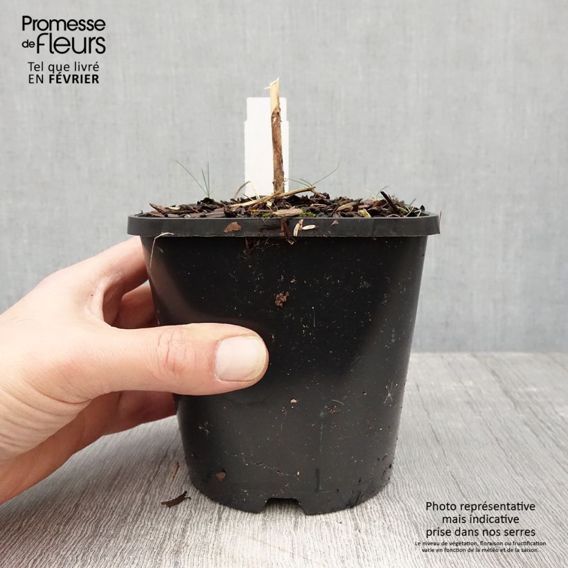 Exemplar von Hosta Waterslide - Garten-Funkie Topf mit 1,5L/2L wie im Winter geliefert