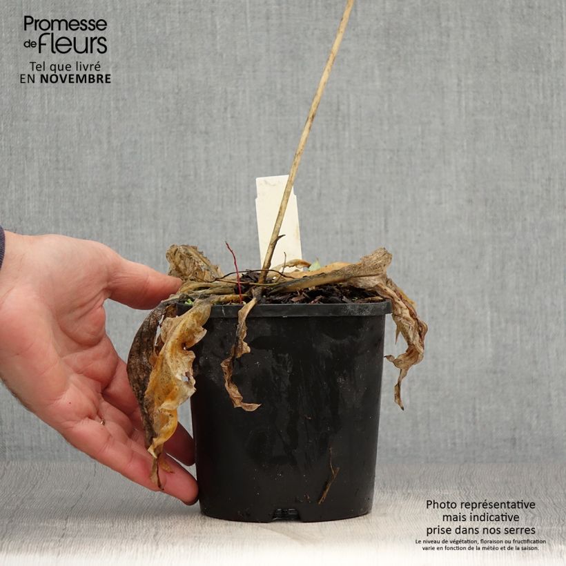 Example of Hosta Wheee! - Garten-Funkie Topf mit 1,5L/2L as you get in automne