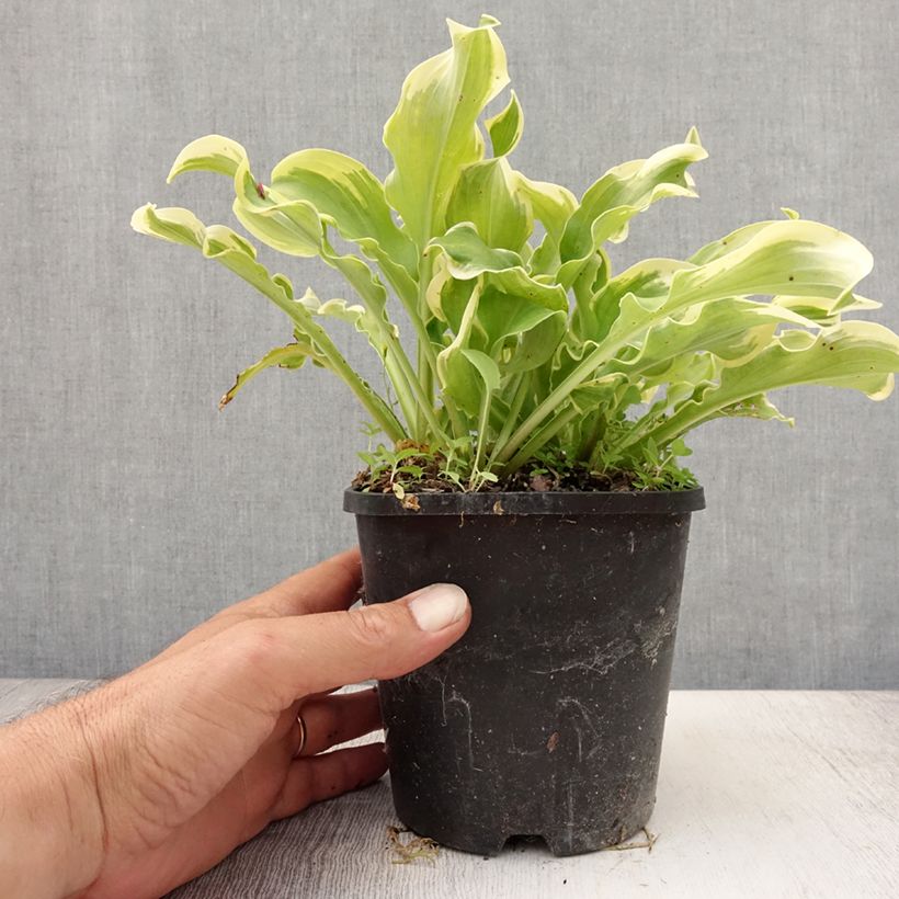 Exemplar von Hosta Wheee! - Garten-Funkie Topf mit 1,5L/2L wie im Sommer geliefert