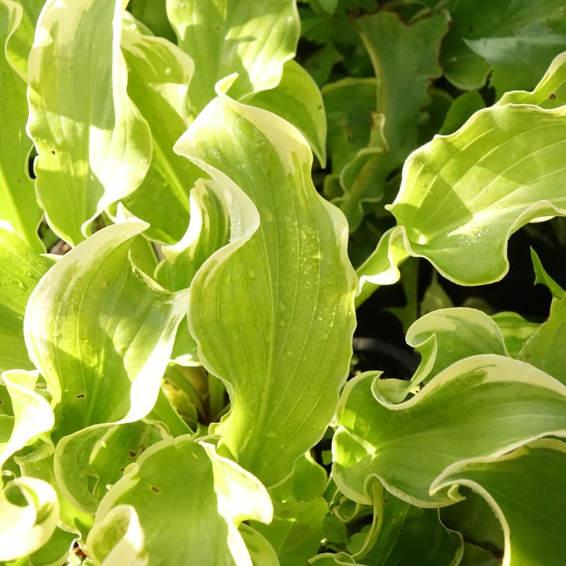 Hosta Wheee! - Garten-Funkie (Foliage)