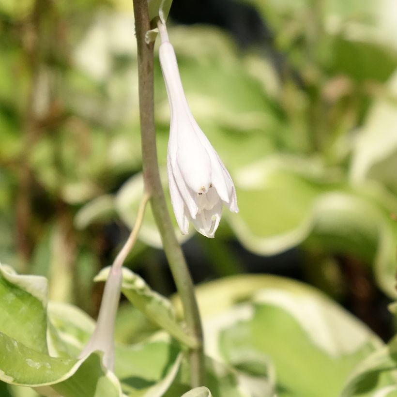 Hosta Wheee! - Garten-Funkie (Flowering)